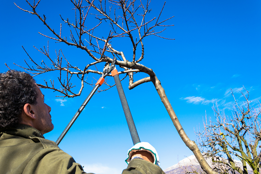Tree-Removal-Barrie-Tree-Pruning-and-Trimming-2