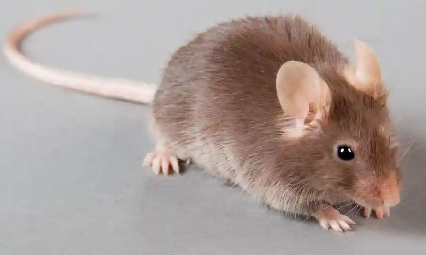mice1